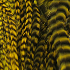 Close-up of yellow and black feather pattern