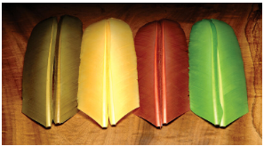 Hareline Turkey Biot Quills