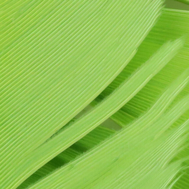 Close-up of green Hareline Turkey Biot Quills
