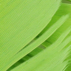 Close-up of green Hareline Turkey Biot Quills