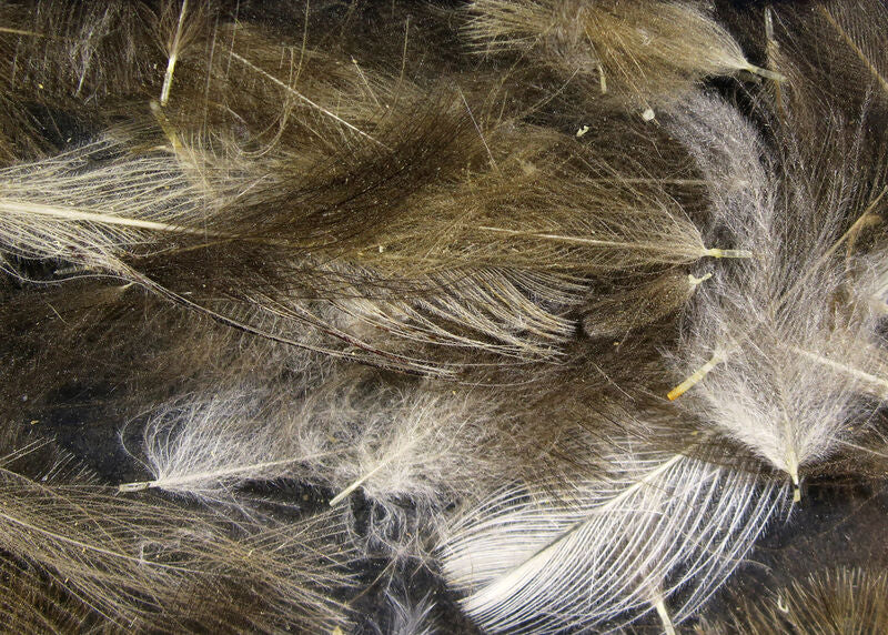 Hareline Cul De Canard Feathers