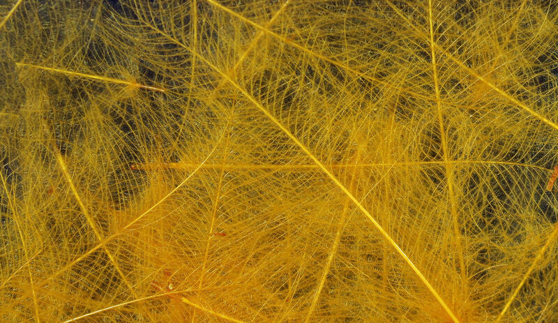 Hareline Cul De Canard Feathers