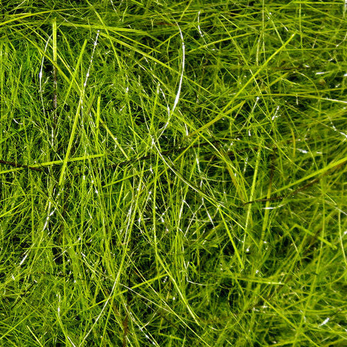 Close-up of green Hareline Hare's Ear Plus Dub with a blurred background