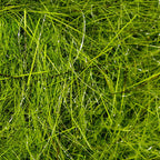 Close-up of green Hareline Hare's Ear Plus Dub with a blurred background