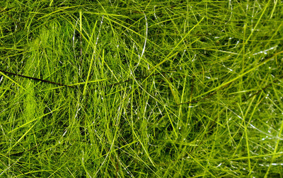 Hareline Hare's Ear Plus Dub