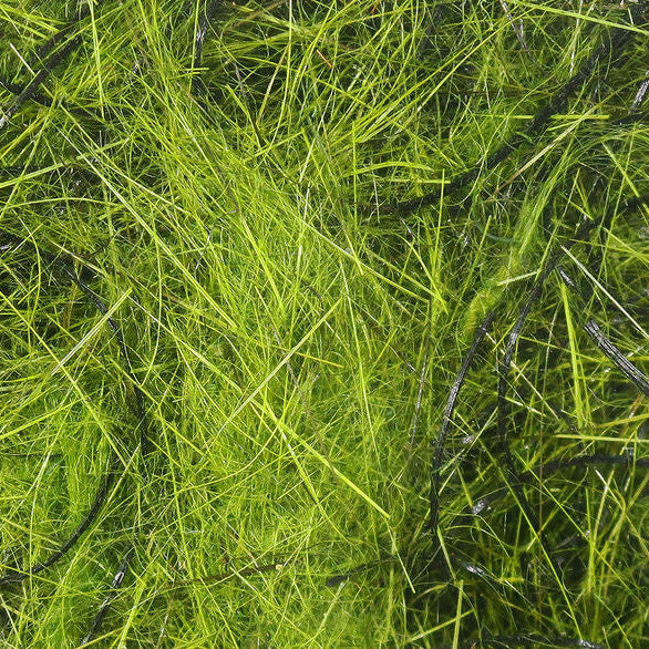 Close-up of green Hareline Hare's Wiggle Dub