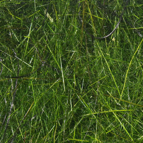 Close-up of green Hareline Hare's Wiggle Dub