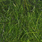 Close-up of green Hareline Hare's Wiggle Dub