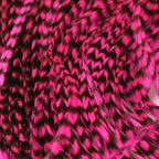 Close-up of pink and black feathers