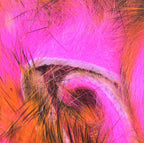 Pink and orange Hareline Tiger Barred 1/4" Magnum Rabbit Strips