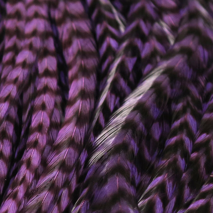 Close-up of purple feathers with a white feather in the center
