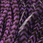 Close-up of purple feathers with a white feather in the center