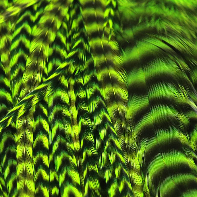 Close-up of green feather patterns