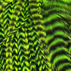 Close-up of green feather patterns