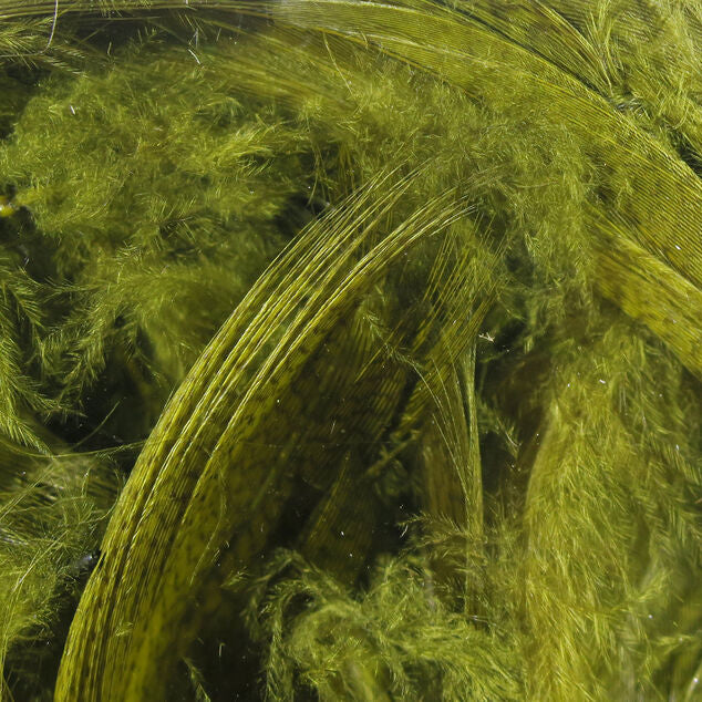 Close-up of green Hareline Mallard Flank