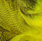 Close-up of bright yellow Hareline Mallard Flank feathers with detailed texture