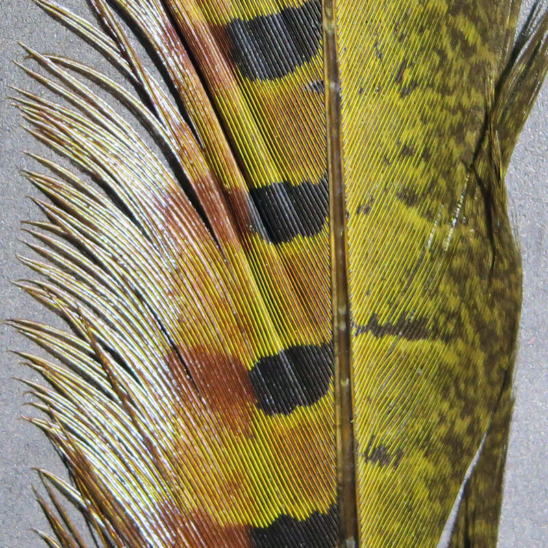 Hareline Ringneck Pheasant Tail Feathers