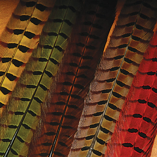 A selection of Ringneck Pheasant tail feathers displayed in a fan arrangement, with a focus on their color and pattern.