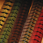 A selection of Ringneck Pheasant tail feathers displayed in a fan arrangement, with a focus on their color and pattern.